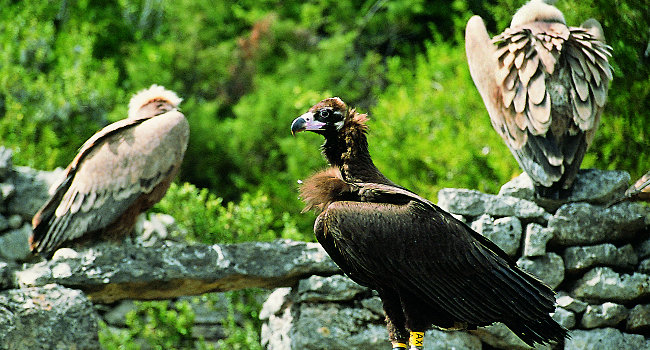 Vautour moine (Aegypius monachus) - Crédit photo : Fabrice Cahez