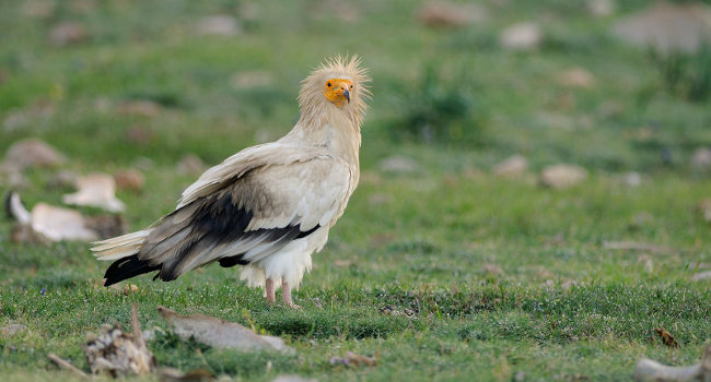 Vautour percnoptère (Neophron percnopterus) - Crédit photo : Bruno Berthémy