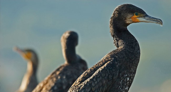 Grand Cormoran (Phalacrocorax carbo) - Crédit photo : David Allemand
