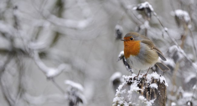 Rougegorge familier (Erithacus rubecula) - Crédit photo : Fabrice Cahez