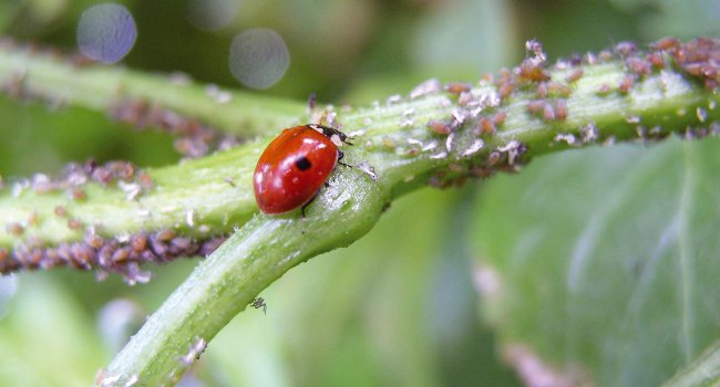 Coccinelle - Crédit photo : Gilles Bentz