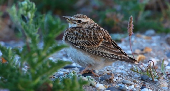 Alouette monticole (Melanocorypha bimaculata) - Crédit photo : Aurélien Audevard 