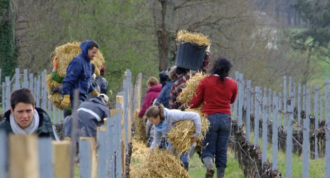 Chantier nature, Domaine Emile Grelier - Crédit photo : D. Vinet