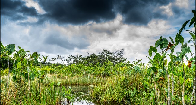 Marécages Guyane - Crédit photo : Laurent Asselin