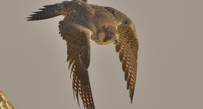 Faucon pèlerin (Falco peregrinus) - Crédit photo : Jean-Claude Capel