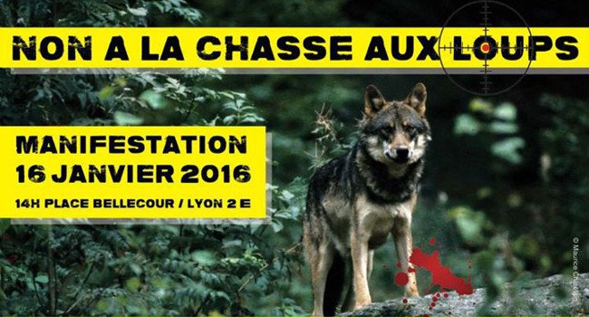 appel a mobilisation loup 650