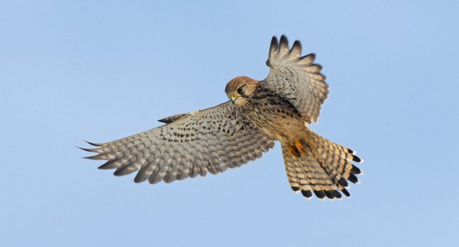 Faucon crécerelle (Falco tinnunculus) - Crédit photo : F. Cahez