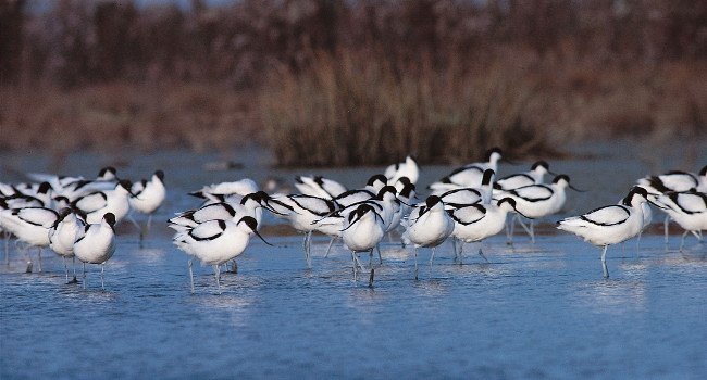 Avocette élégante (Recurvirostra avosetta) - Crédit photo : Philippe Garguil / LPO