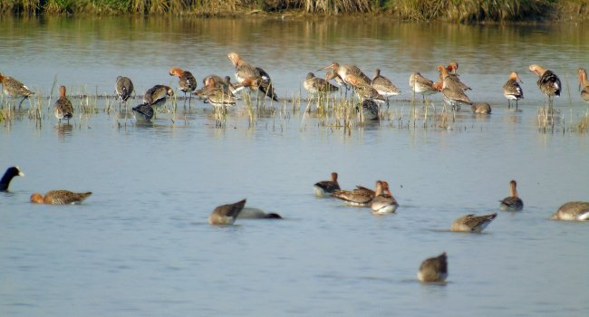 Barge à queue noire (Limosa limosa) - crédit photo : LPO