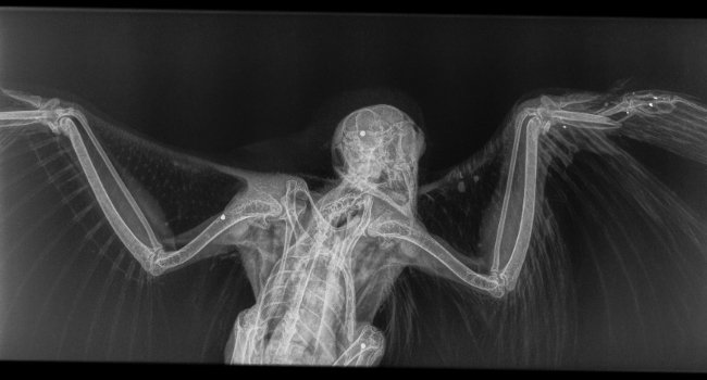 Radiographie du 30/09/15 d’une jeune femelle de pèlerin belge baguée et plombée dans le Nord - Crédit photo : Grégory Smellinckx / LPO Nord