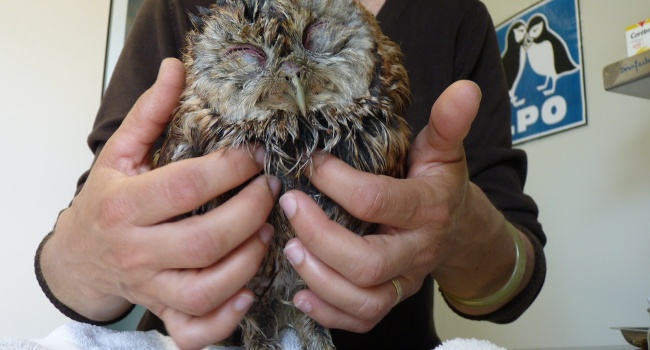 Chouette hulotte (Strix aluco) massée au Centre de sauvegarde d’Audenge (33) - Crédit photo : LPO Aquitaine