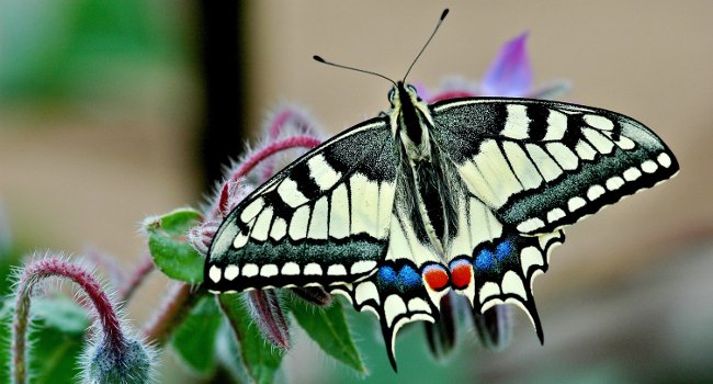 Papillon Machaon (Papilio machaon) - Crédit photo : Jean-Jacques Carlier