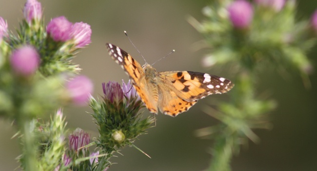 Belle dame (Vanessa cardui) - Crédit photo : Stéphane Maisonhaute