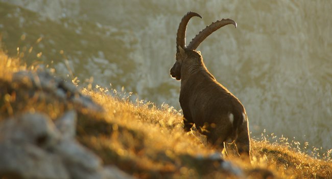 Bouquetin (Capra ibex) - Crédit photo : Félix Bazinet