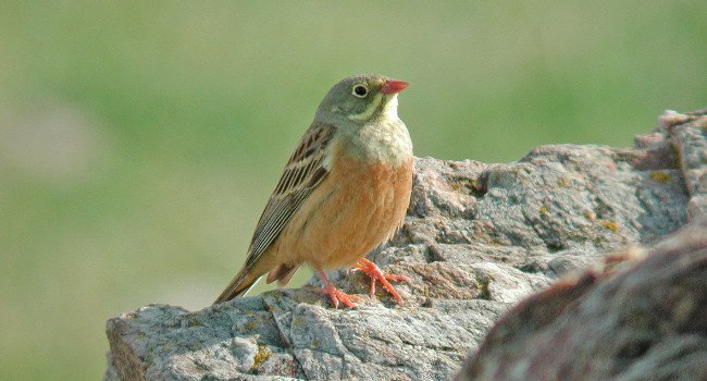 Bruant ortolan (Emberiza hortulana) - Crédit photo : Hervé Michel