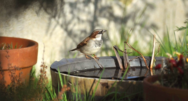 Moineau domestique (Passer domesticus) - Crédit photo : Cécile Rousse