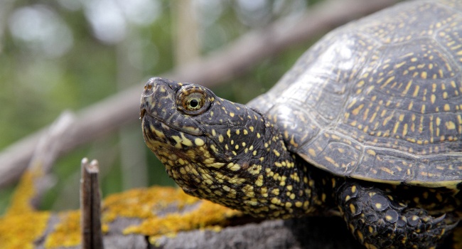 Cistude d'Europe (Emys orbicularis) - Crédit photo : Christian Aussaguel