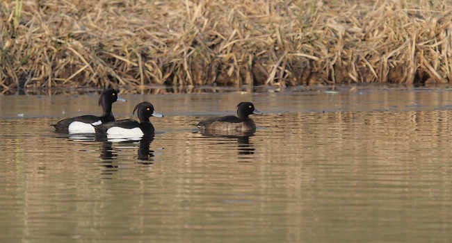 Fuligule morillon (Aythya fuligula) - Crédit photo : Clément Caiveau