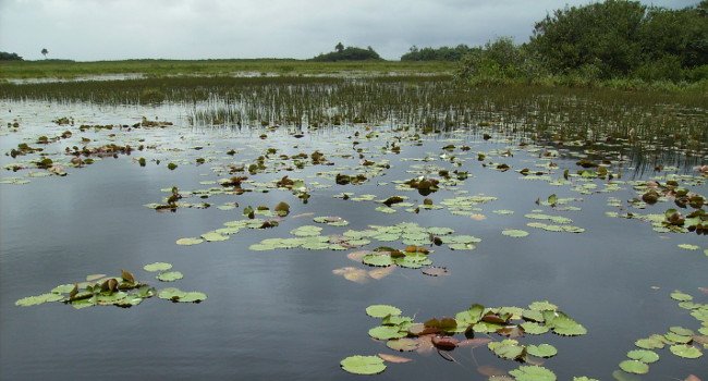 Marais de Kaw - Crédit photo : Sylvain Uriot / GEPOG