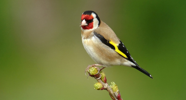 Chardonneret élégant (Carduelis carduelis) - Crédit photo : Fabrice Croset