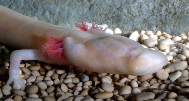 Olm (Proteus anguinus) - Crédit photo : Gregor Aljancic