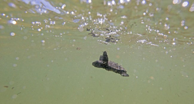 Tortue caouanne (caretta caretta), Tunisie - Crédit photo : Louis-Marie Préau