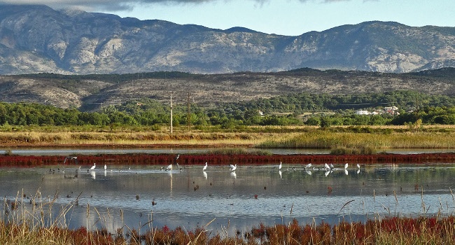 La saline d’Ulcinj - Crédit photo : CZIP/BirdLife Monténégro