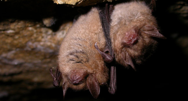 Murin à oreilles échancrées (Myotis emarginatus) - Crédit photo : Philippe Jourde / LPO