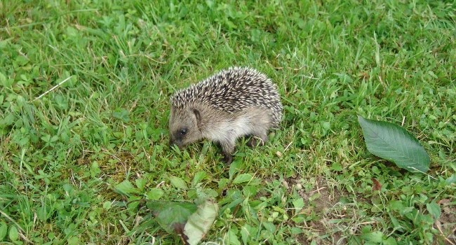 Hérisson d’Europe (Erinaceus europaeus) - Crédit photo : Nicole Tissot