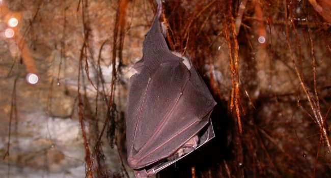 Grand Rhinolophe (Rhinolophus ferrumequinum) en hibernation - Crédit photo : Philippe Jourde
