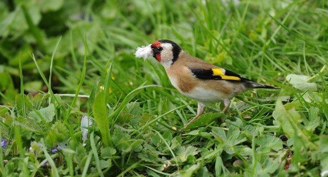 Chardonneret élégant (Carduelis carduelis) - Crédit photo : J. Bisetti