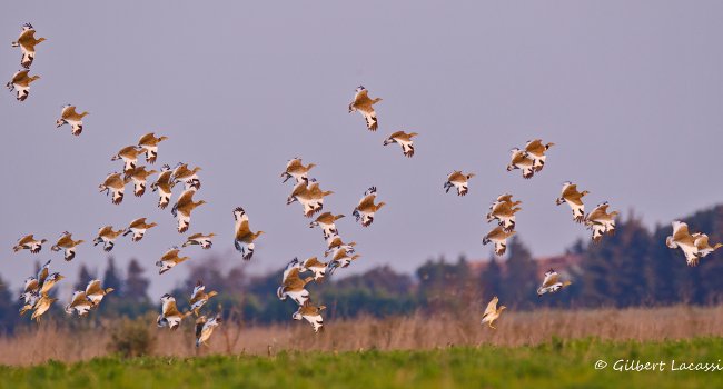Outarde canepetière (Tetrax tetrax) - Crédit photo : G. Lacassin