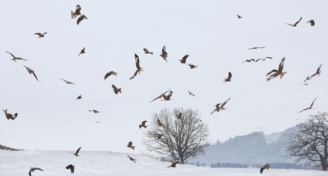 Milans royaux (Milvus milvus) en Suisse - Crédit photo : Adrian Aebsicher