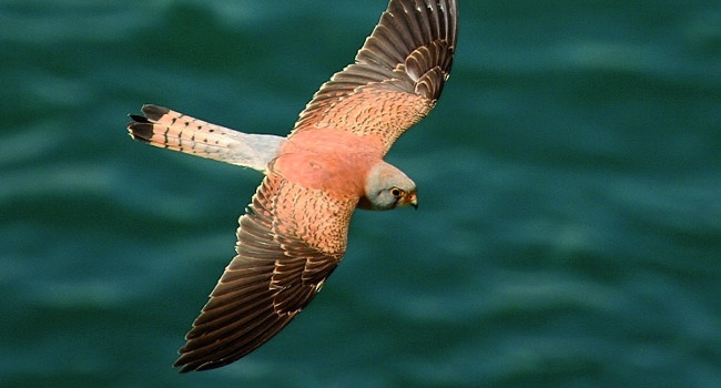 Faucon crécerellette (Falco naumanni) - Crédit photo : Aurélien Audevard