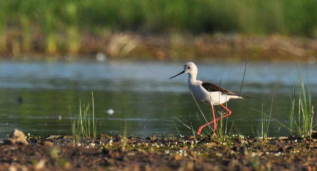 Échasse blanche (Himantopus himantopus) - Crédit photo : Cécile Rousse