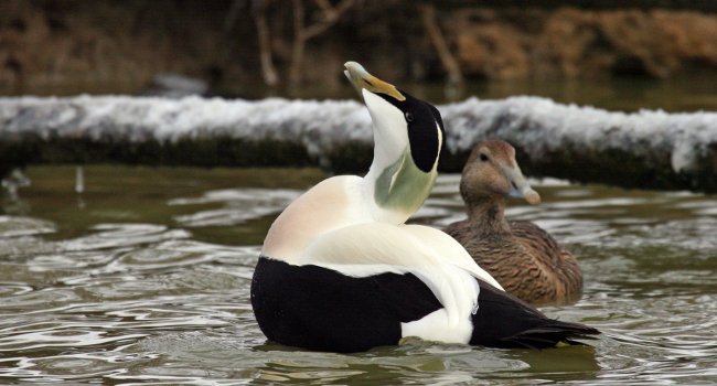 Eider à duvet (Somateria mollissima) - Crédit photo : Yves Thonnérieux / Association Natur’Ailes