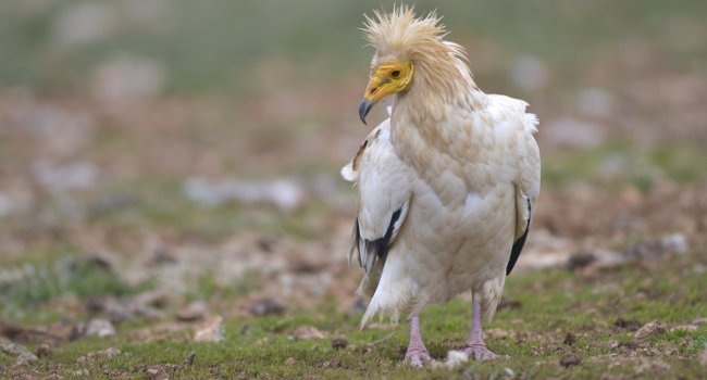 Vautour percnoptère (Neophron percnopterus) - Crédit photo : Bruno Berthémy