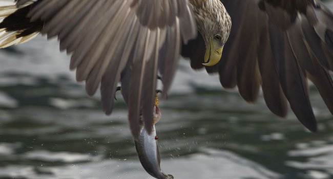 Pygargue à queue blanche (Haliaeetus albicilla) - Crédit photo : Yathin Krishnappa