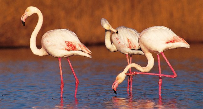 Flamants roses (Phoenicopterus roseus) - Crédit photo : Philippe Prigent / LPO