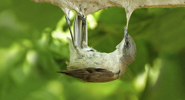 Entre 2 et 3,5 millions de petits oiseaux sont tués illégalement sur le pourtour Méditerranéen - Crédit : CABS (Committee Against Bird Slaughter)