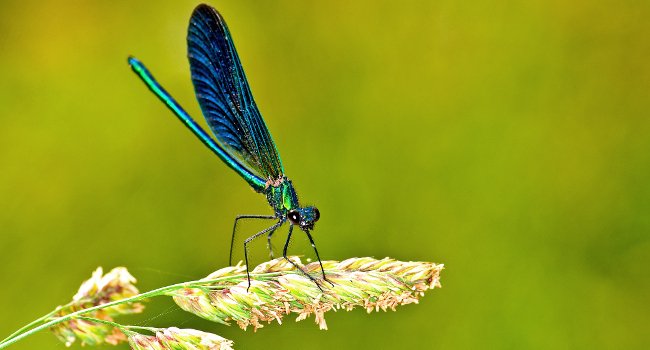 Calopteryx vierge (Calopteryx virgo) - Crédit photo : Jean Jacques Carlier