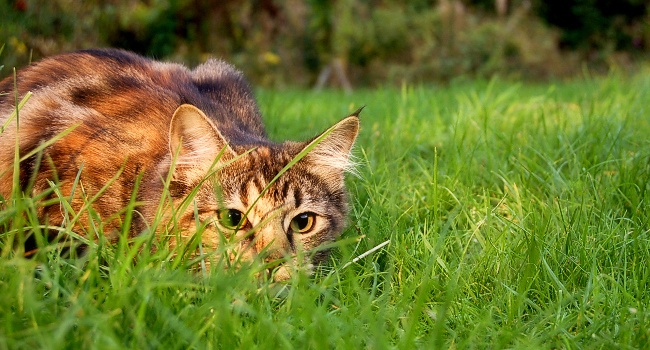 Chat domestique (Felis sylvestris catus) - Crédit photo : Jennifer Barnard