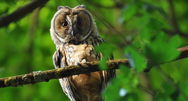 Jeune Hibou moyen-duc (Asio otus) - Crédit photo : Cécile Rousse