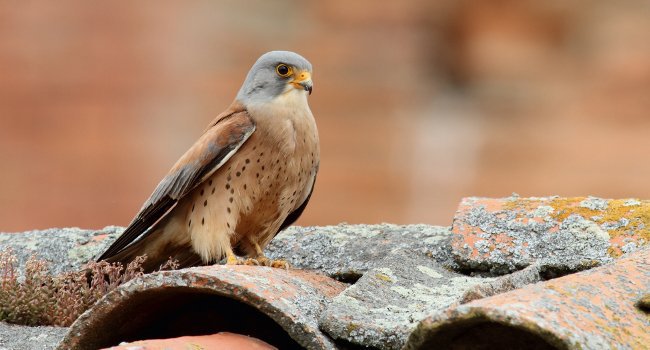 Faucon crécerellette (Falco naumanni) - Crédit photo : Christian Aussaguel