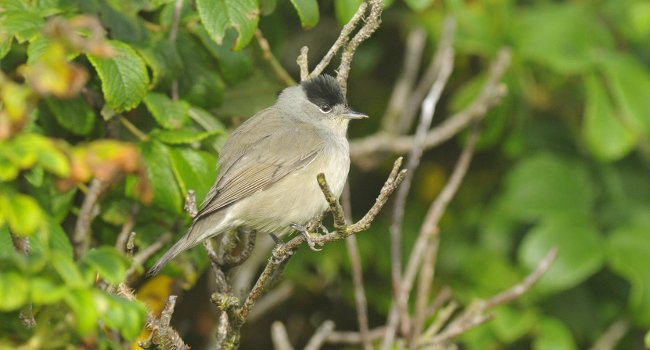 Fauvette à tête noire (Sylvia atricapilla) - Crédit photo : Nidal Issa