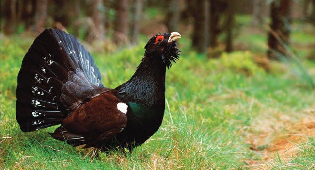 Grand Tétras (Tetrao urogallus) - Crédit photo : Émile Barbelette