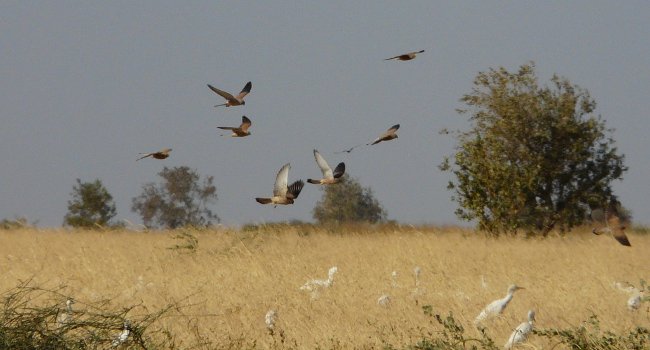 Faucons crécerellettes (Falco naumanni) et Hérons garde-bœufs (Bubulcus ibis) - Crédit photo : Philippe Pilard