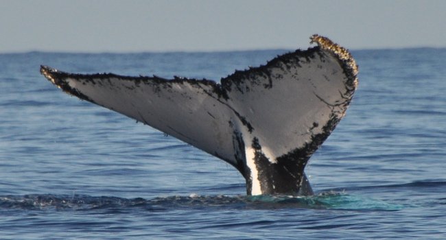 Baleine à bosse, nageoire caudale – Crédit photo : Annerun974