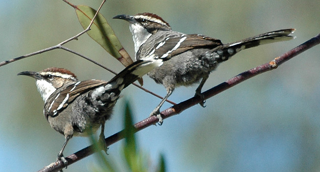 Le Pomatostome à calotte marron (Pomatostomus ruficeps) – Crédit photo : Aviceda