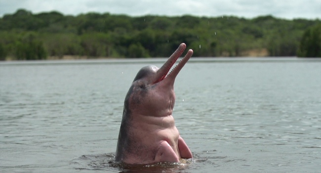 Boto (Inia geoffrensis), assez différent des dauphins océaniques, ressemble beaucoup à une espèce qui vivait il y a 25 millions d'années. La teinte rose est partagée par d'autres cétacés d'eau douce mais elle est apparue indépendamment chez ces espèces - Crédit photo : French Connection Films